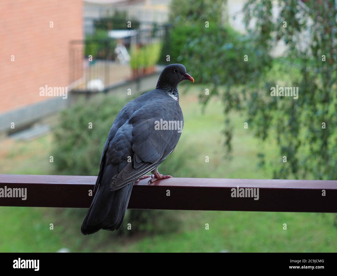 common wood pigeon (scientific name Columba palumbus) of animal class Aves (birds Stock Photo - Alamy common wood pigeon (scientific name Columba palumbus) of animal class Aves (birds Stock Photo - Alamy