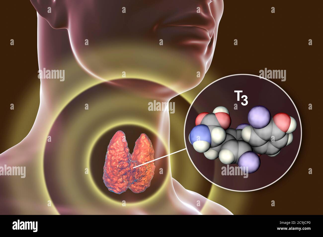 Molecule of triiodothyronine (T3), a hormone produced by thyroid gland