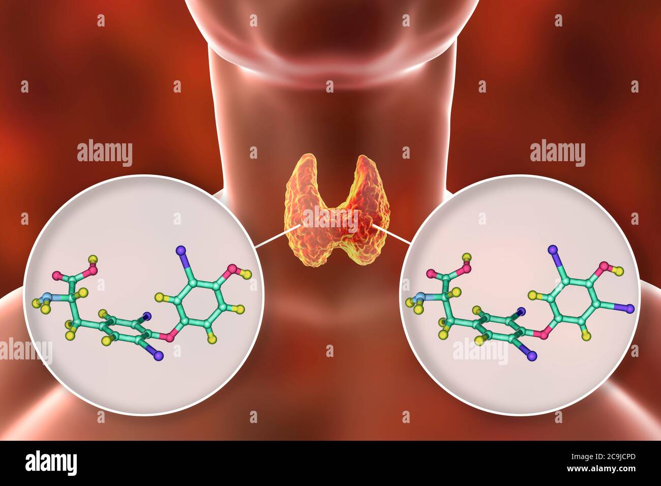 Molecules of thyroid hormones triiodothyronine (T3) and thyroxine (T4), computer illustration. Stock Photo