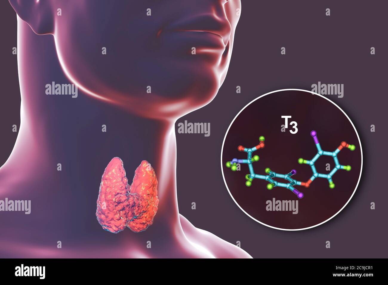 Molecule of triiodothyronine (T3), a hormone produced by thyroid gland, computer illustration. Stock Photo