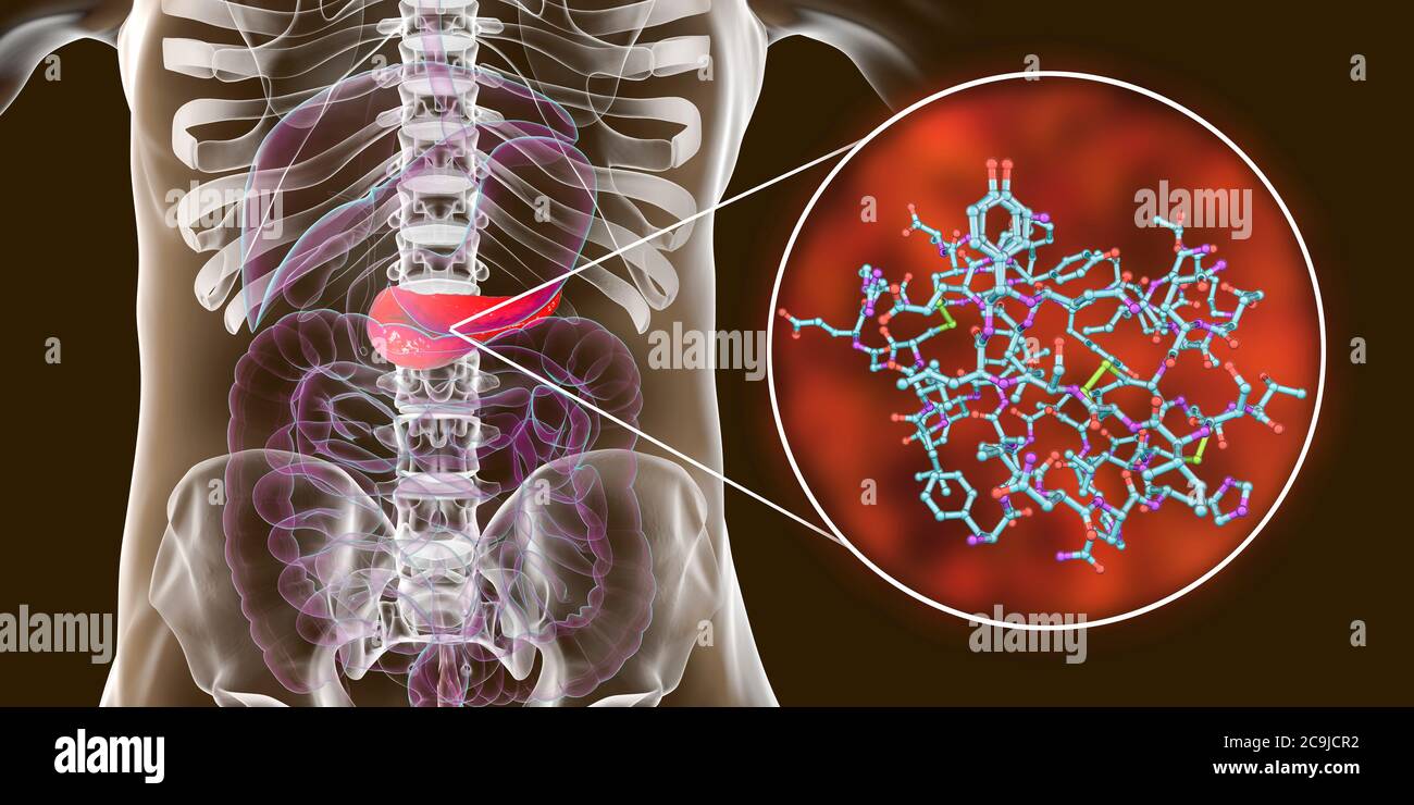 Human pancreas and close-up view of insulin molecule, computer illustration. Stock Photo