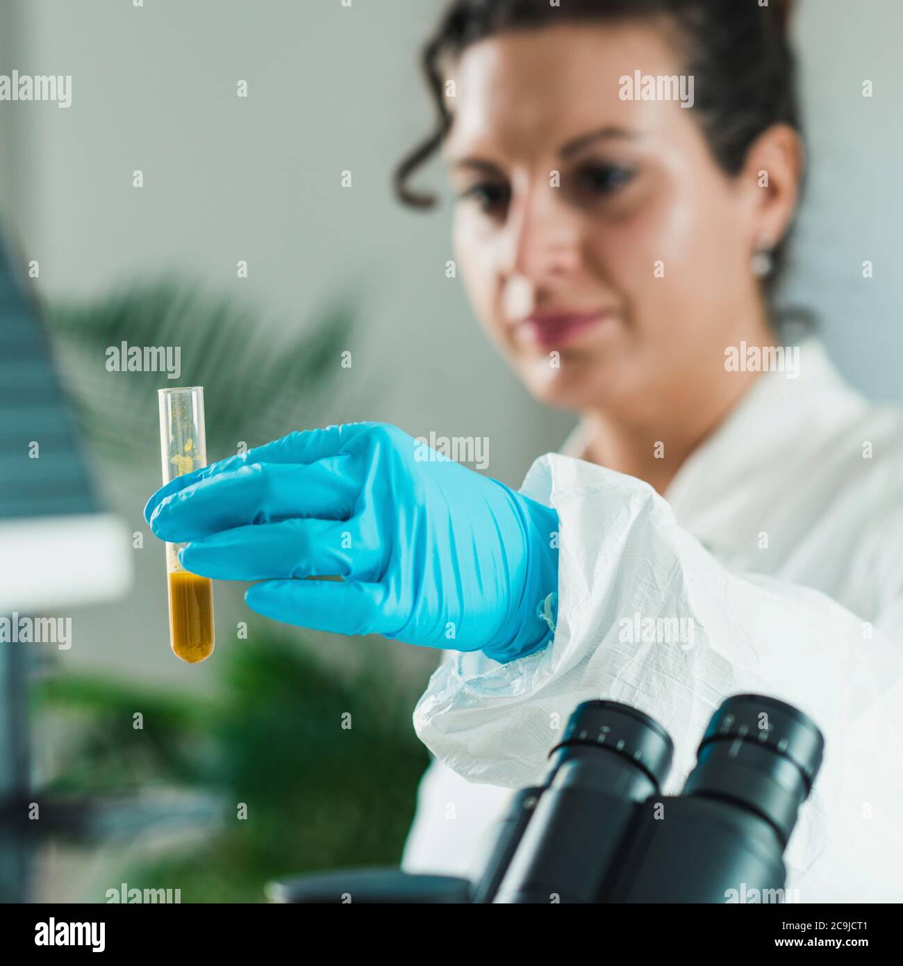 Quality control expert inspecting turmeric in the laboratory Stock