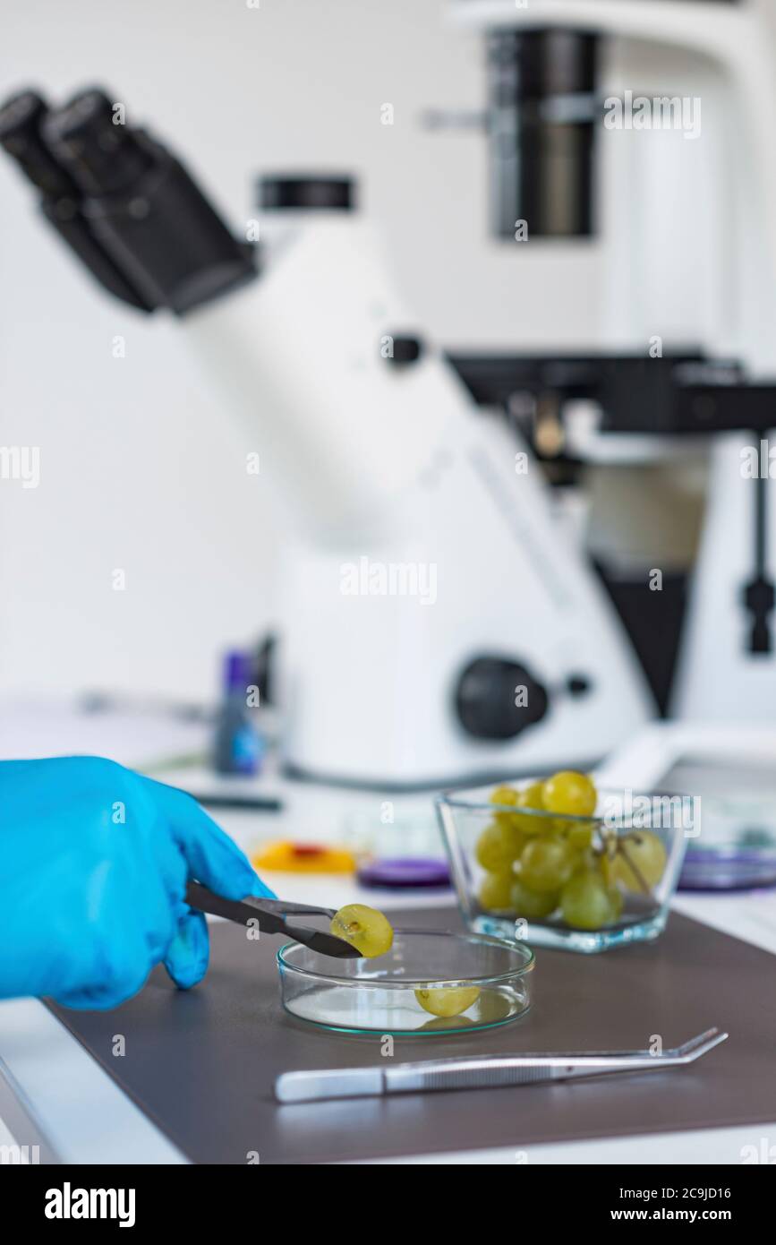 Food safety inspector working in laboratory Stock Photo - Alamy