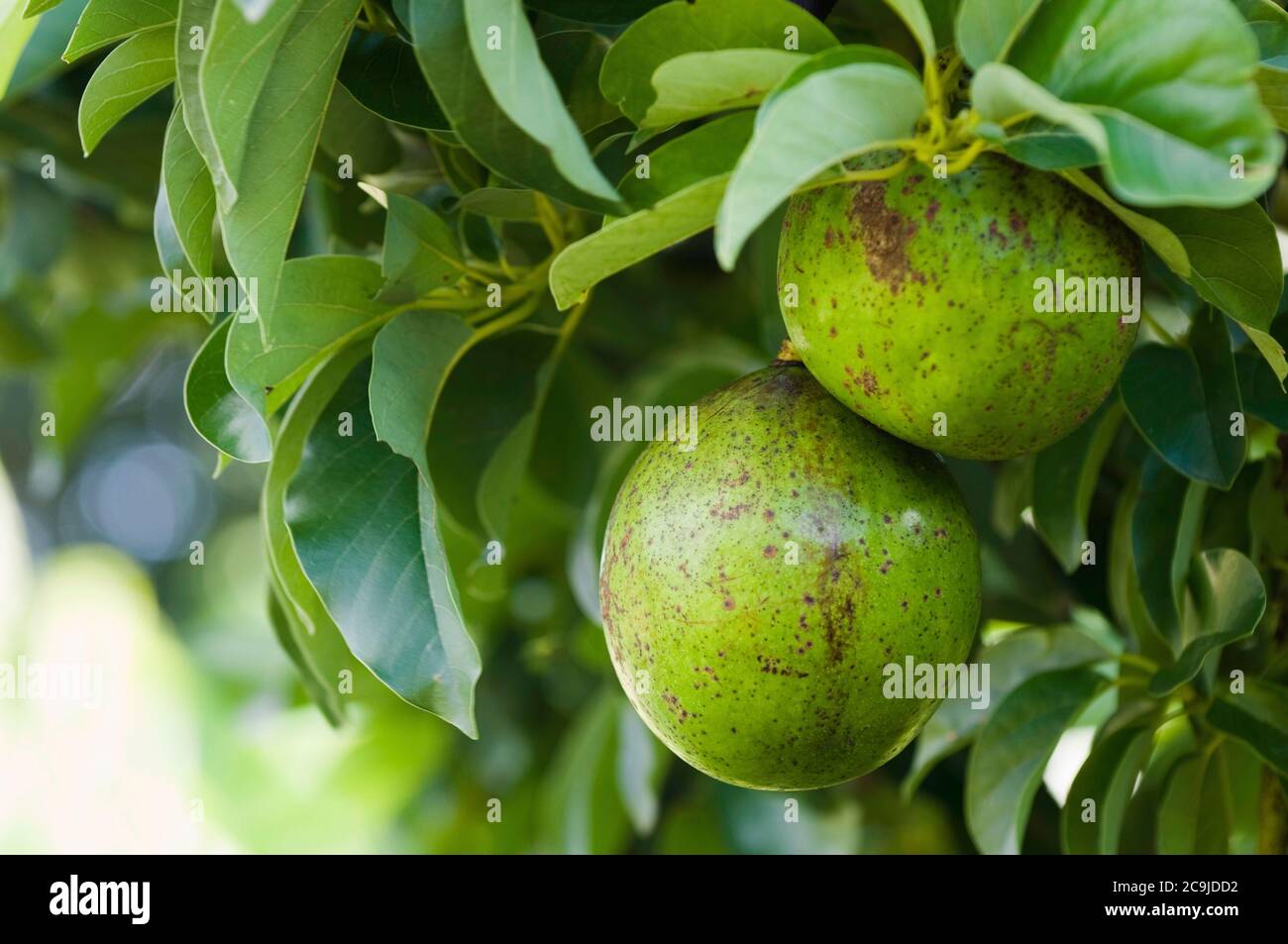 Avocados on tree, selective focus. Stock Photo