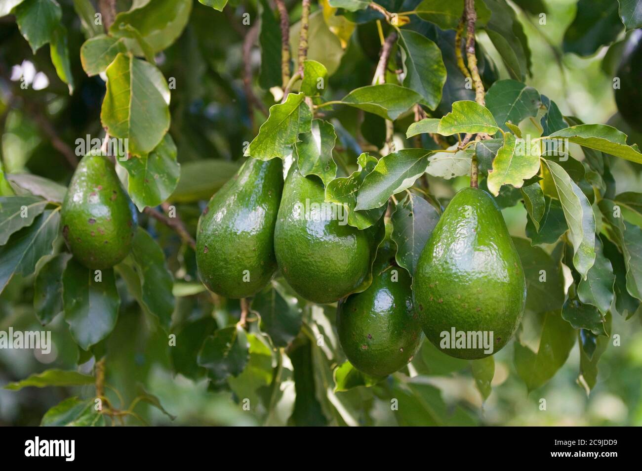 Bunch of ripe avocados, selective focus. Stock Photo