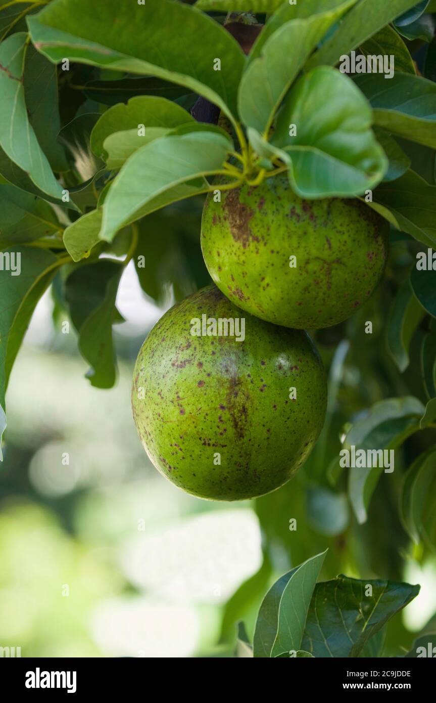 Ripe avocados, selective focus. Stock Photo