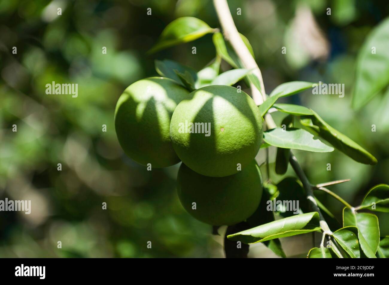 Limes on the branch. Close-up, selective focus. Stock Photo