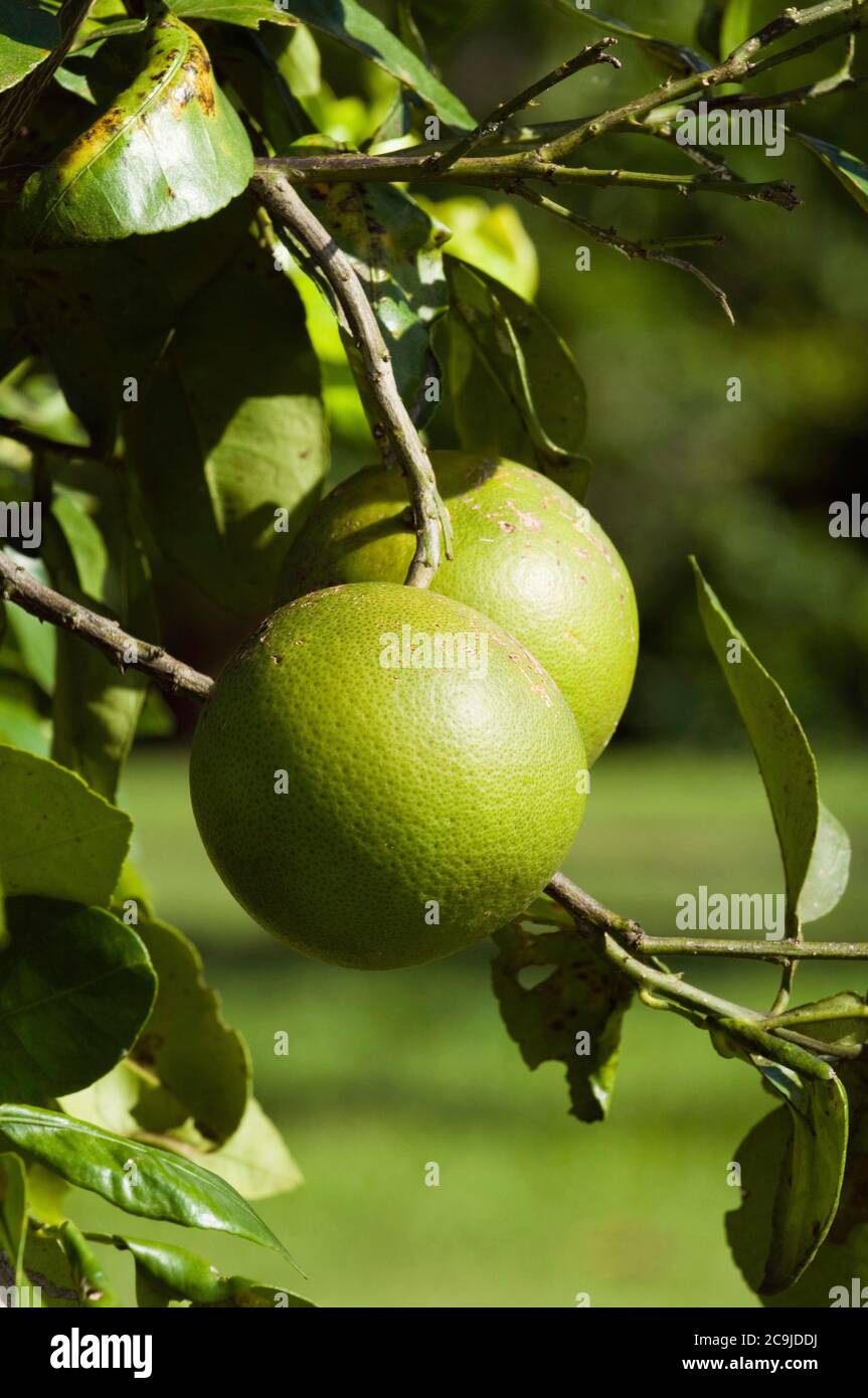 Grapefruits ripening in the sun. Selective focus. Stock Photo