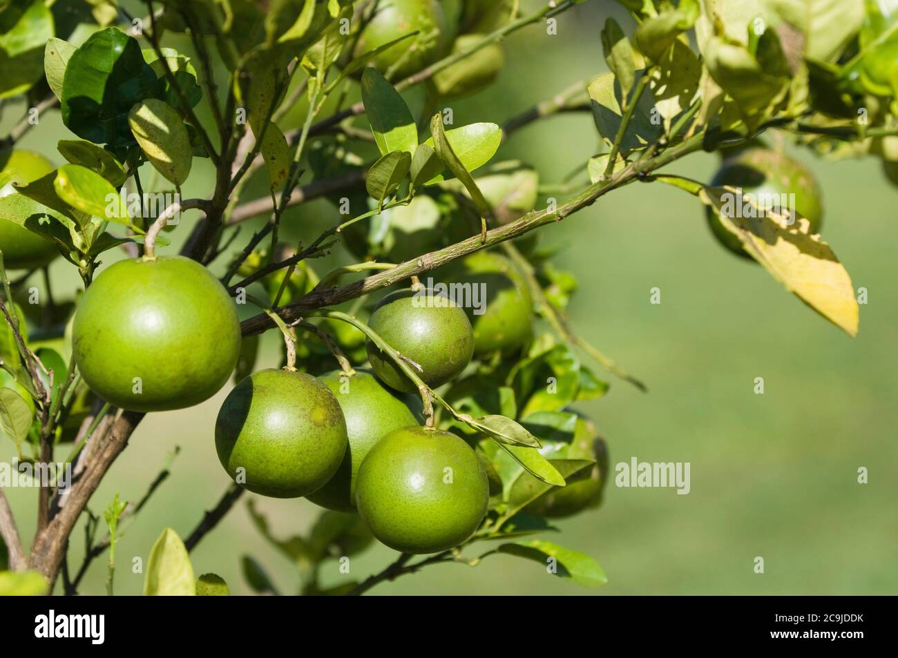 Grapefruit tree, selective focus. Stock Photo
