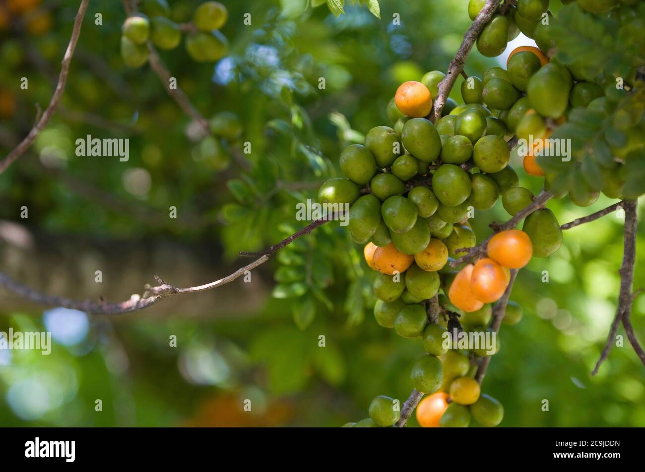 Hog plum tree hires stock photography and images Alamy