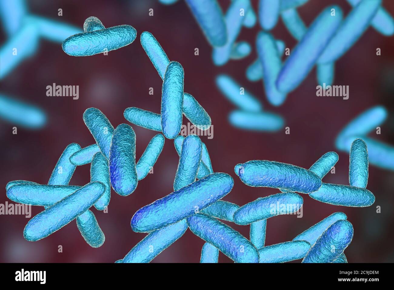Citrobacter bacteria, computer illustration. One of the commonest species  is Citrobacter freundii. These Gram positive rod-shaped bacteria are found  i Stock Photo - Alamy