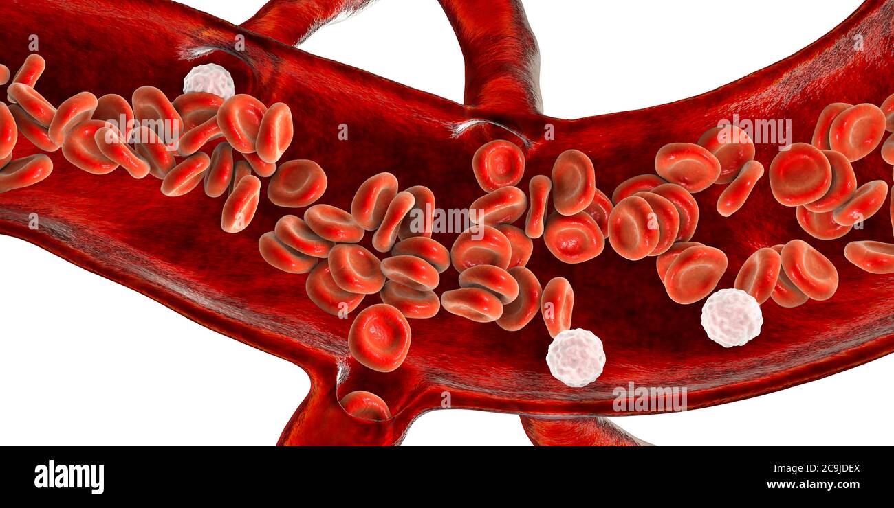 Red blood cells and leukocytes, cross-section of a blood vessel, computer illustration. Stock Photo
