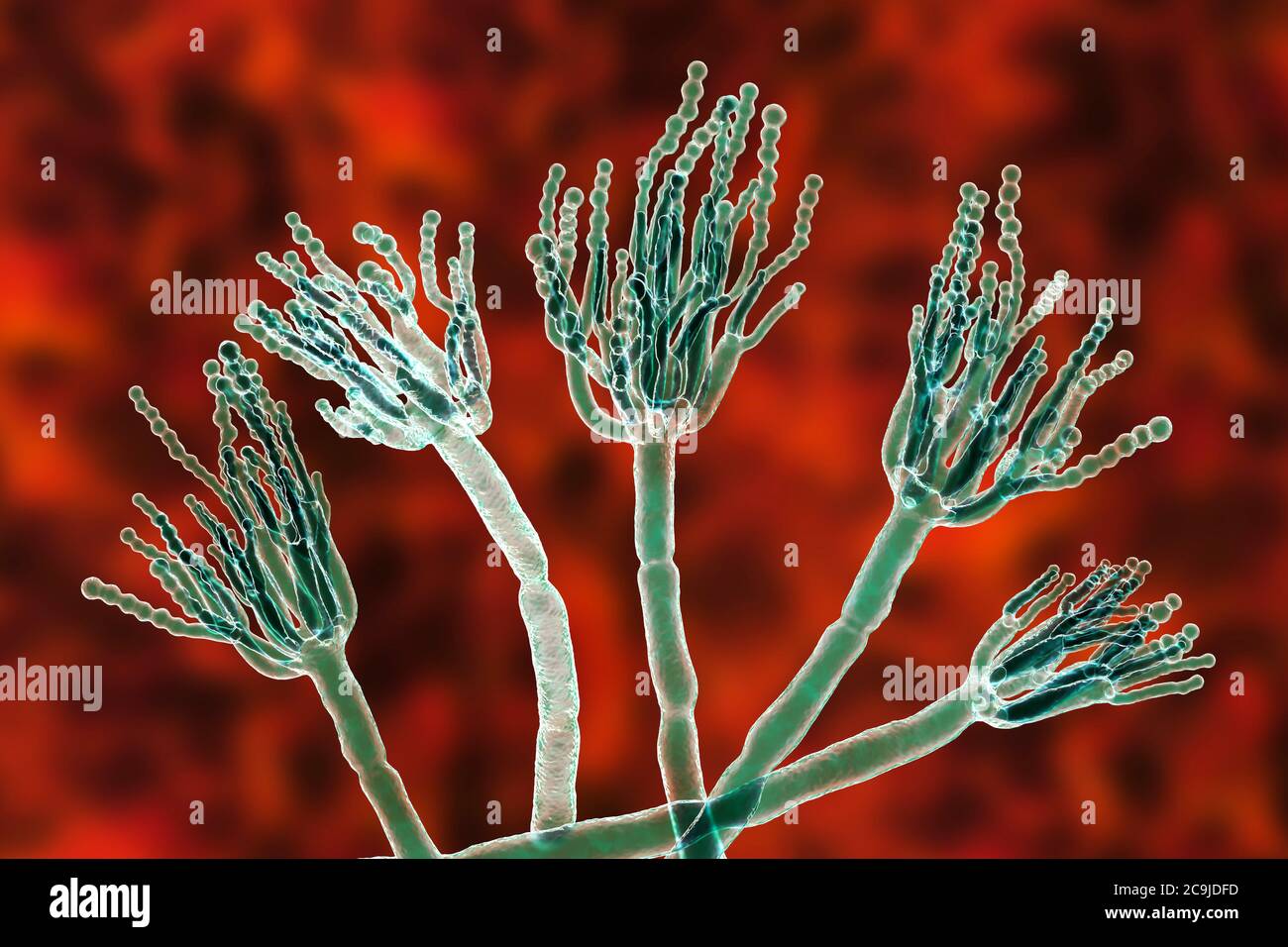 Penicillium fungus. Computer illustration of a Penicillium sp. fungus. Specialised threads
