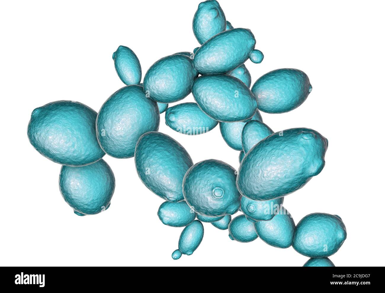 Yeast cells. Computer illustration of budding yeast cells (Saccharomyces cerevisiae). Known as baker's or brewer's yeast, this fungus consists of sing Stock Photo