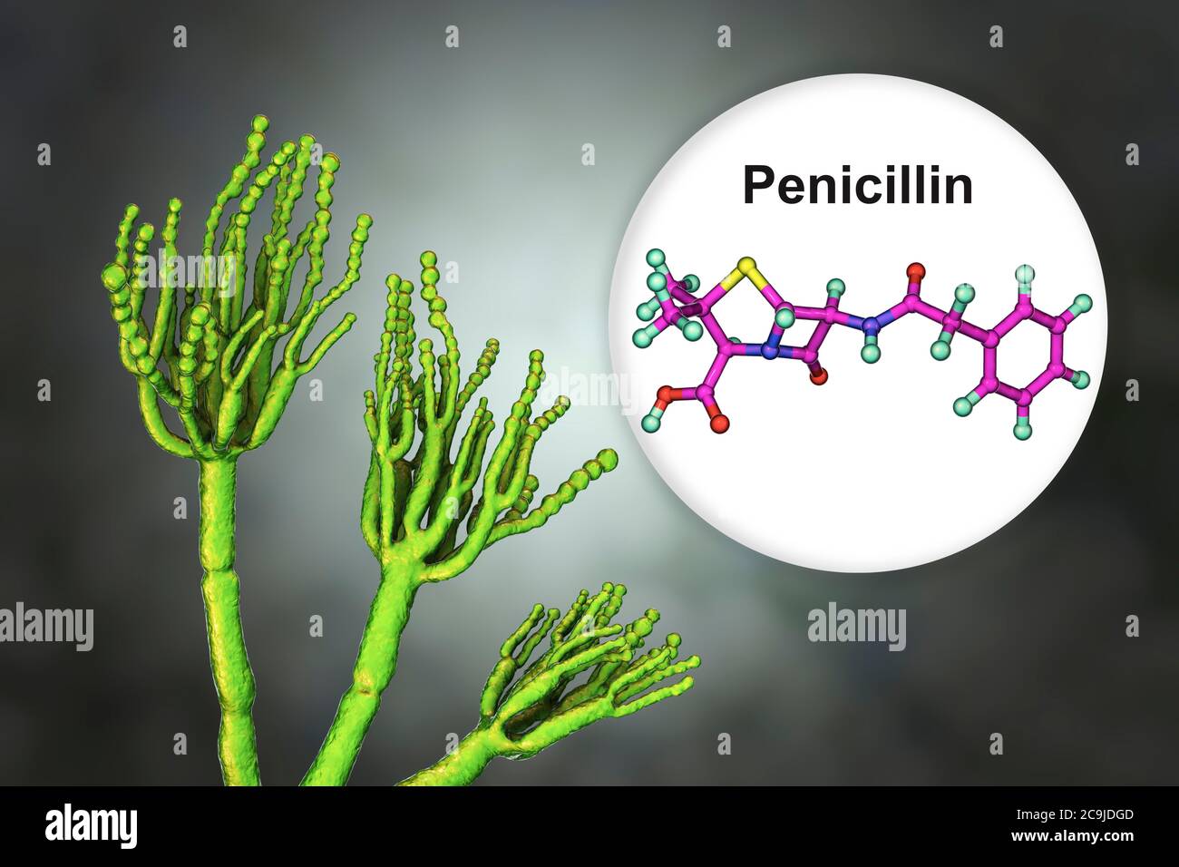 Penicillium fungus and molecule of penicillin antibiotic. Computer illustration of a Penicillium sp. fungus. Specialised threads, called conidiophores Stock Photo
