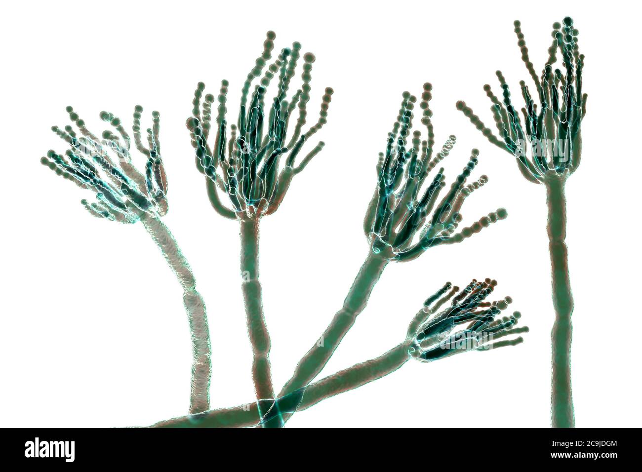 Penicillium fungus. Computer illustration of a Penicillium sp. fungus. Specialised threads, called conidiophores, are seen. Bunches of spores, called Stock Photo