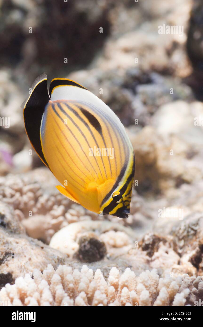 Blacktail Butterflyfish (Chaetodon Austriacus). Close up, selective focus. Stock Photo