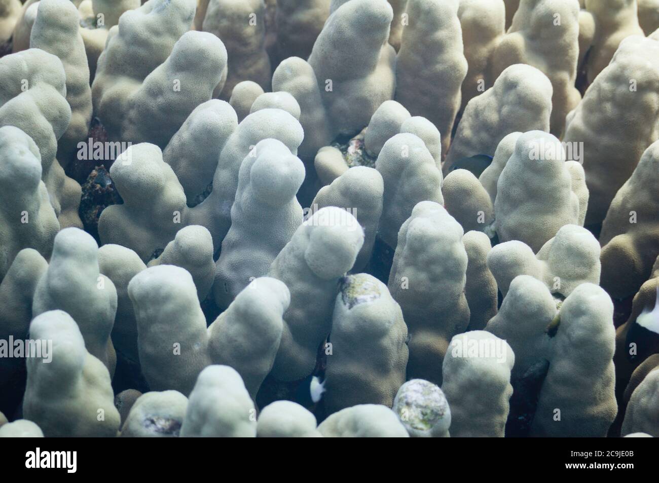 Finger coral closeup Stock Photo Alamy