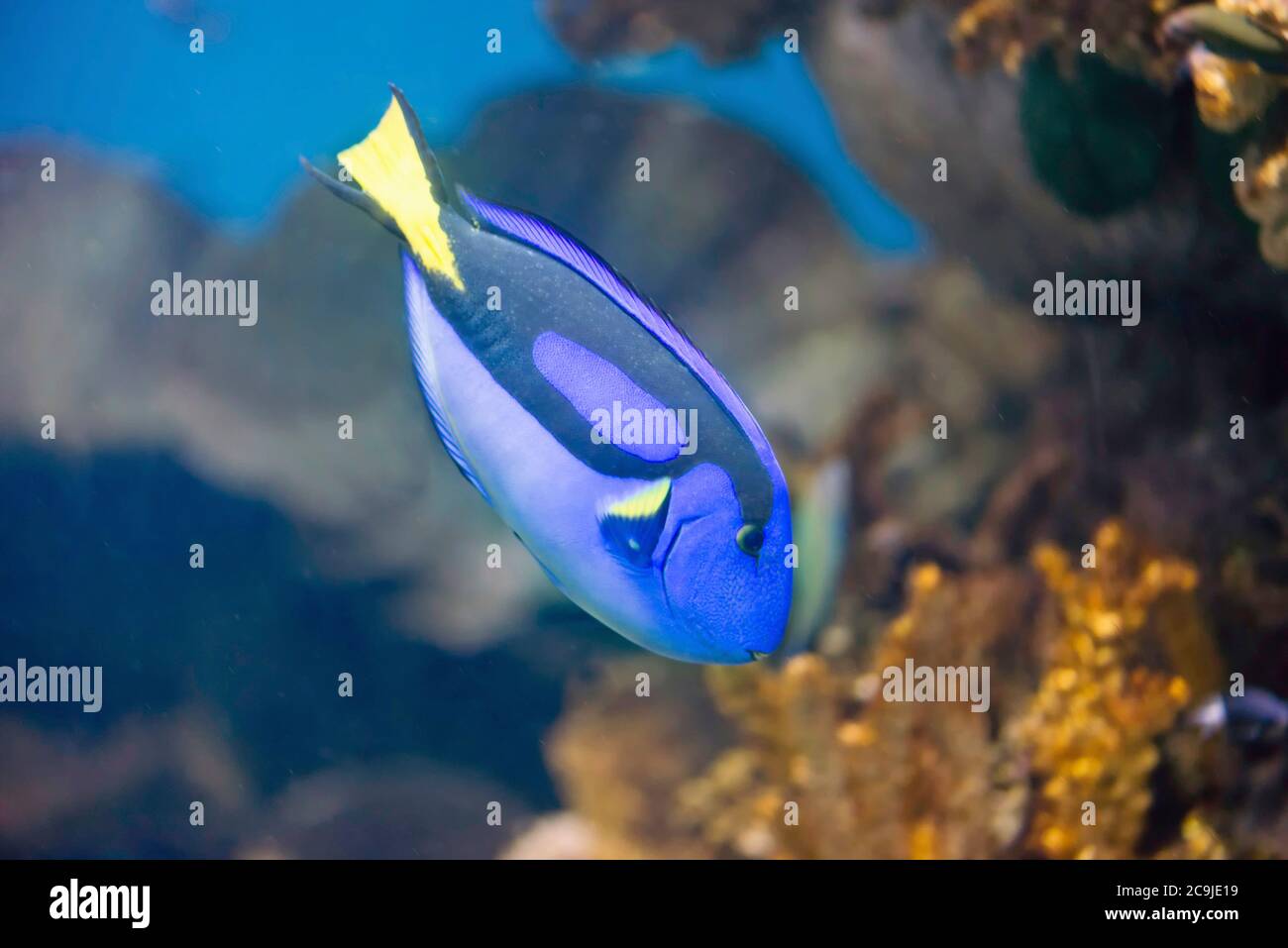 Regal Blue Tang Fish. Stock Photo