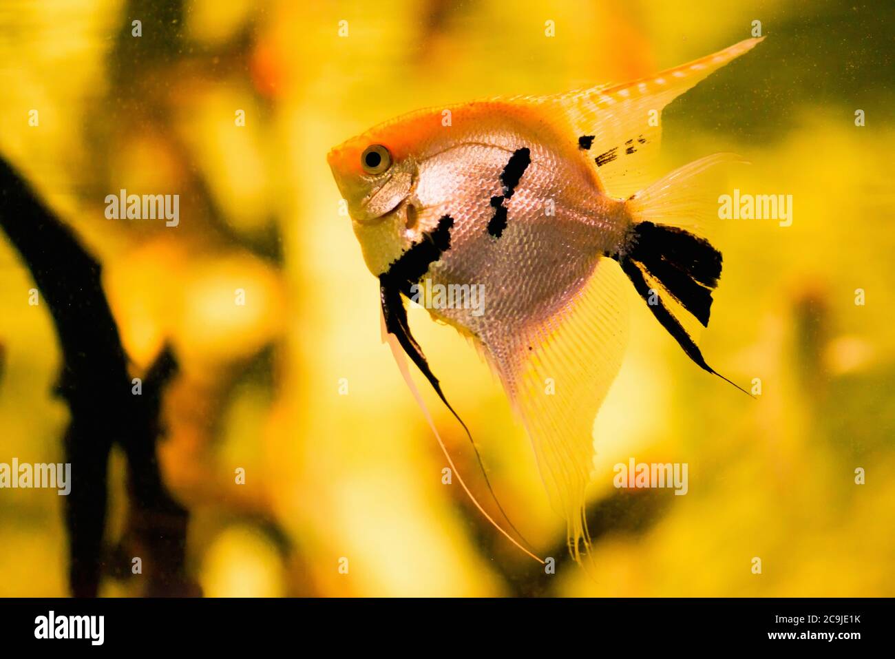 Freshwater Angelfish (Pterophyllum scalare). Stock Photo