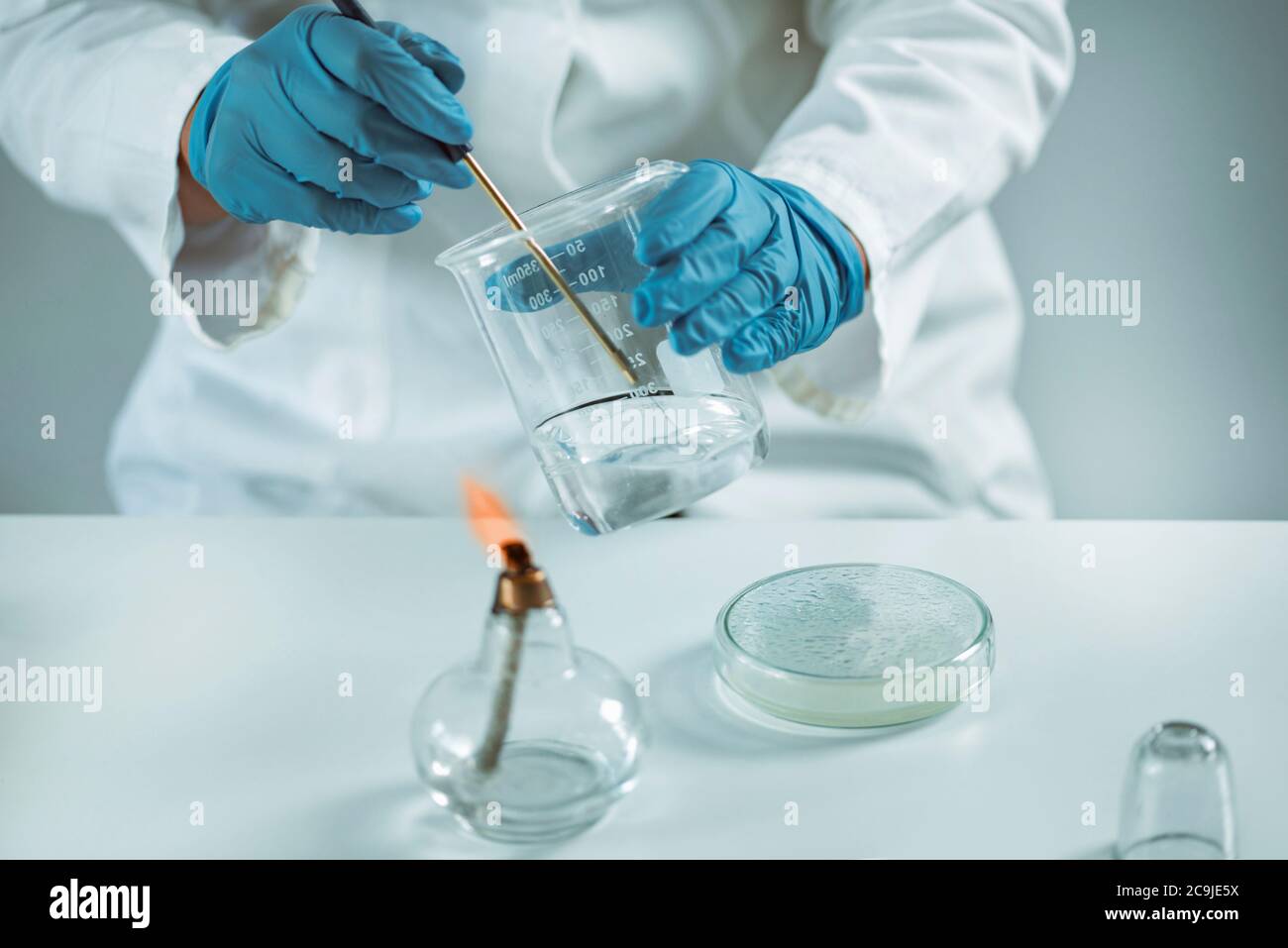 Microbiology. Hands of a microbiologist taking a sample with an ...