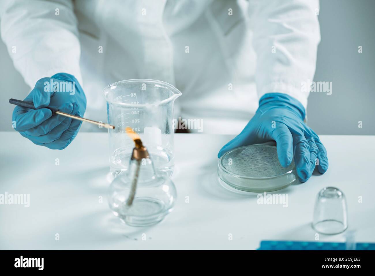 Microbiology. Hands of a microbiologist sterilizing inoculation loop ...