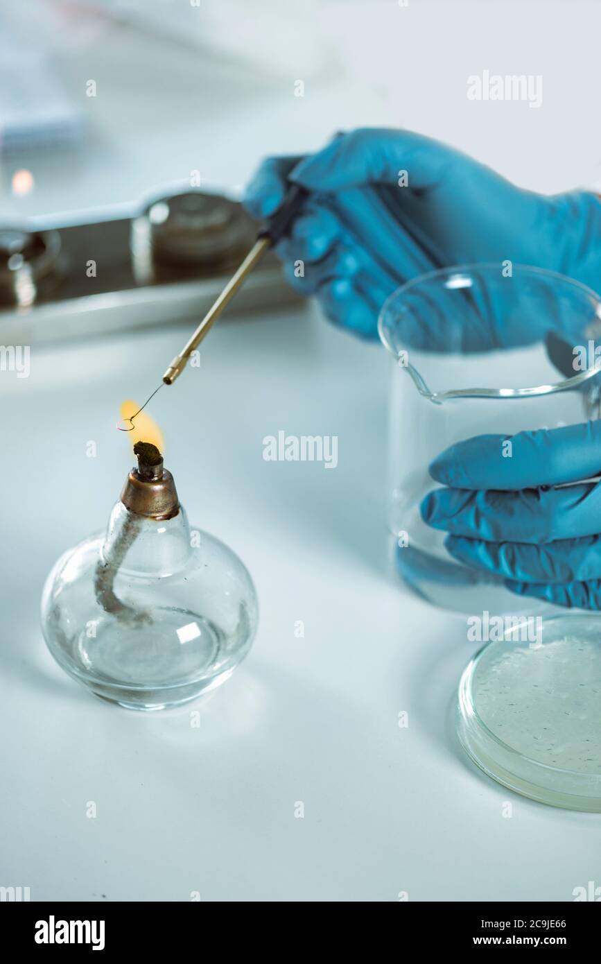 Microbiology. Hands of a microbiologist sterilizing inoculation loop ...