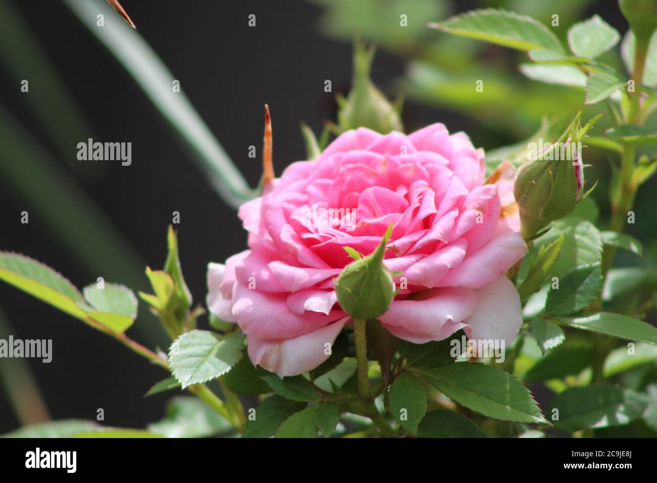 Rose surrounded by buds hi-res stock photography and images - Alamy