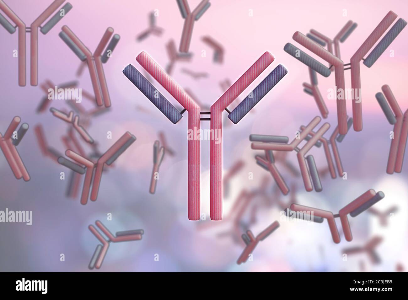 Computer illustration of antibodies, showing the heavy chain (red) and the light chain (blue). Stock Photo