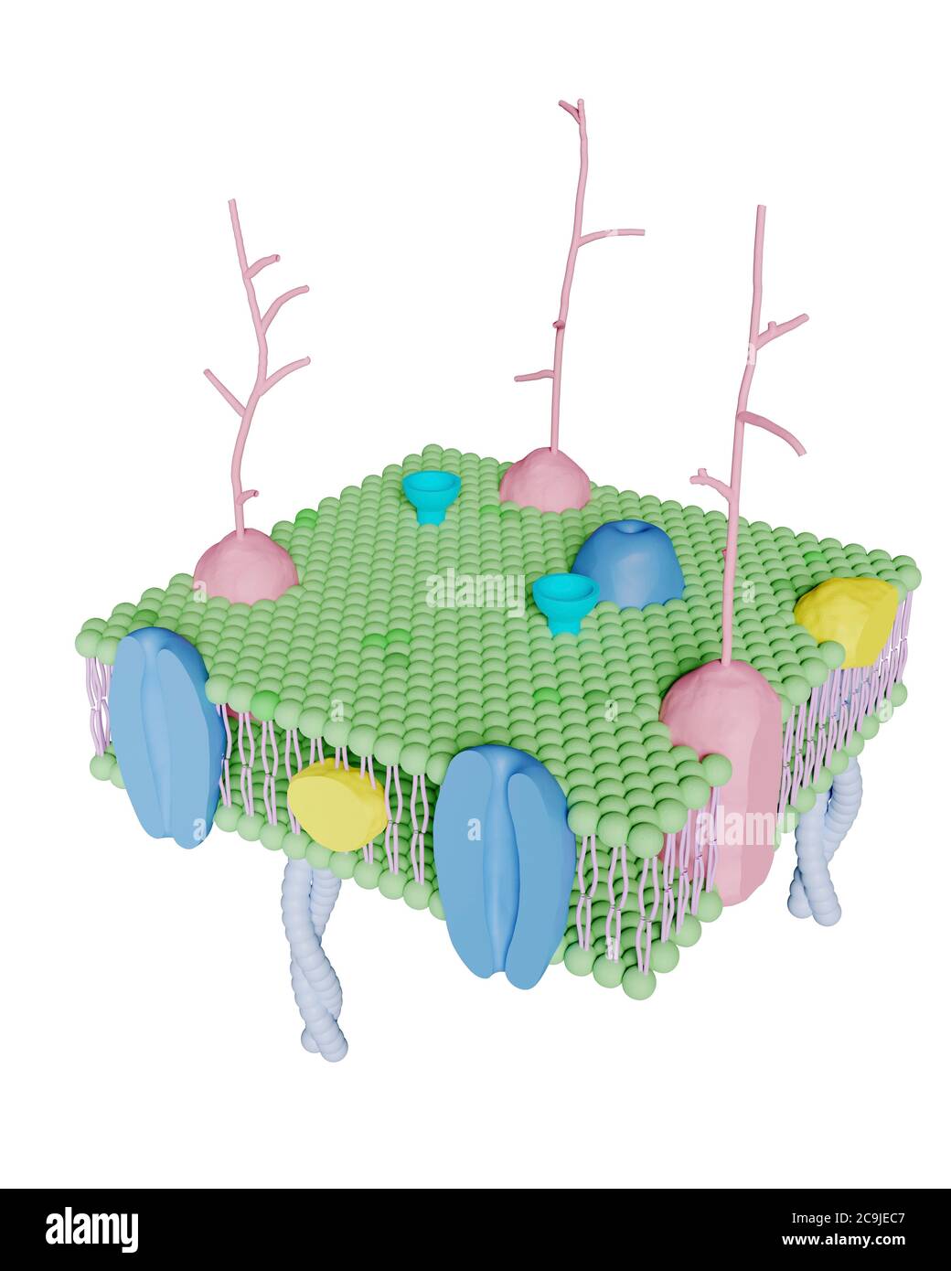 Computer illustration of a cutaway view of the human cell membrane. The