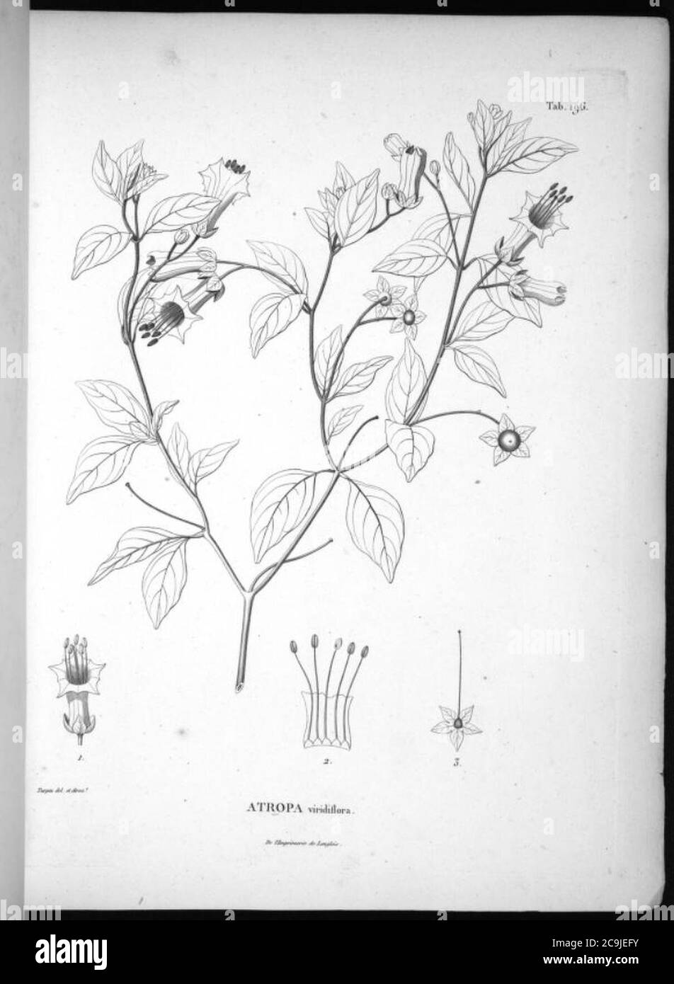 Jaltomata viridiflora. Stock Photo