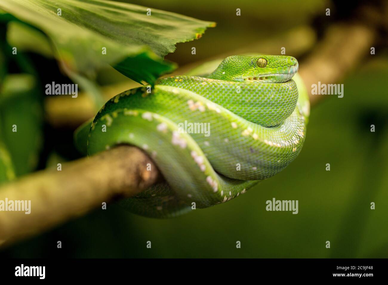 Python Image High Resolution Stock Photography and Images - Alamy