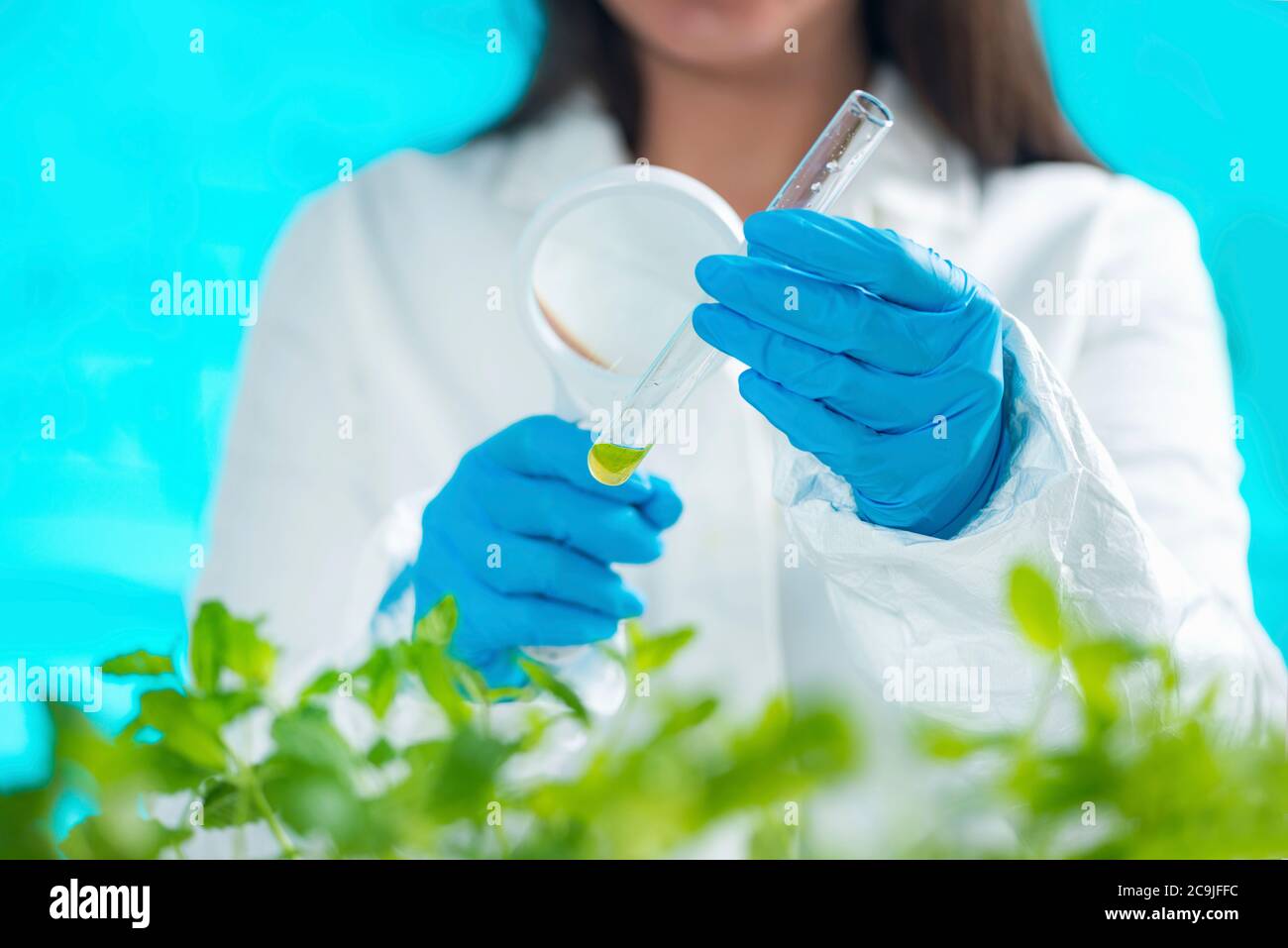 Botanist examining plant samples with magnifying glass Stock Photo - Alamy