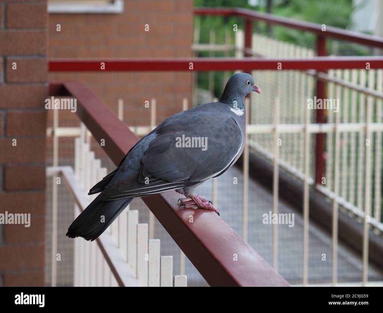 common wood pigeon (scientific name Columba palumbus) of animal class Aves  (birds Stock Photo - Alamy