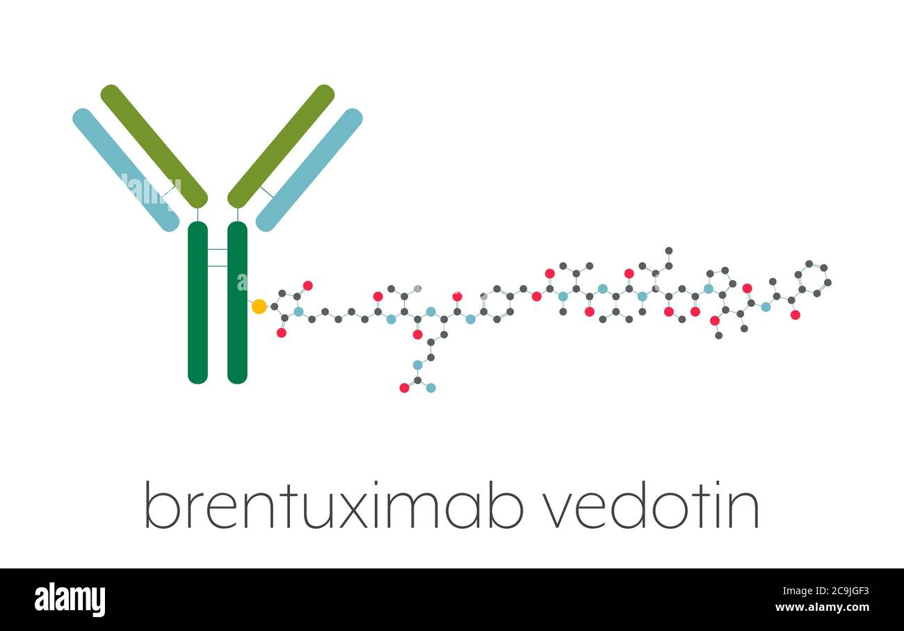 Brentuximab vedotin antibody-drug conjugate molecule. Stylized antibody ...