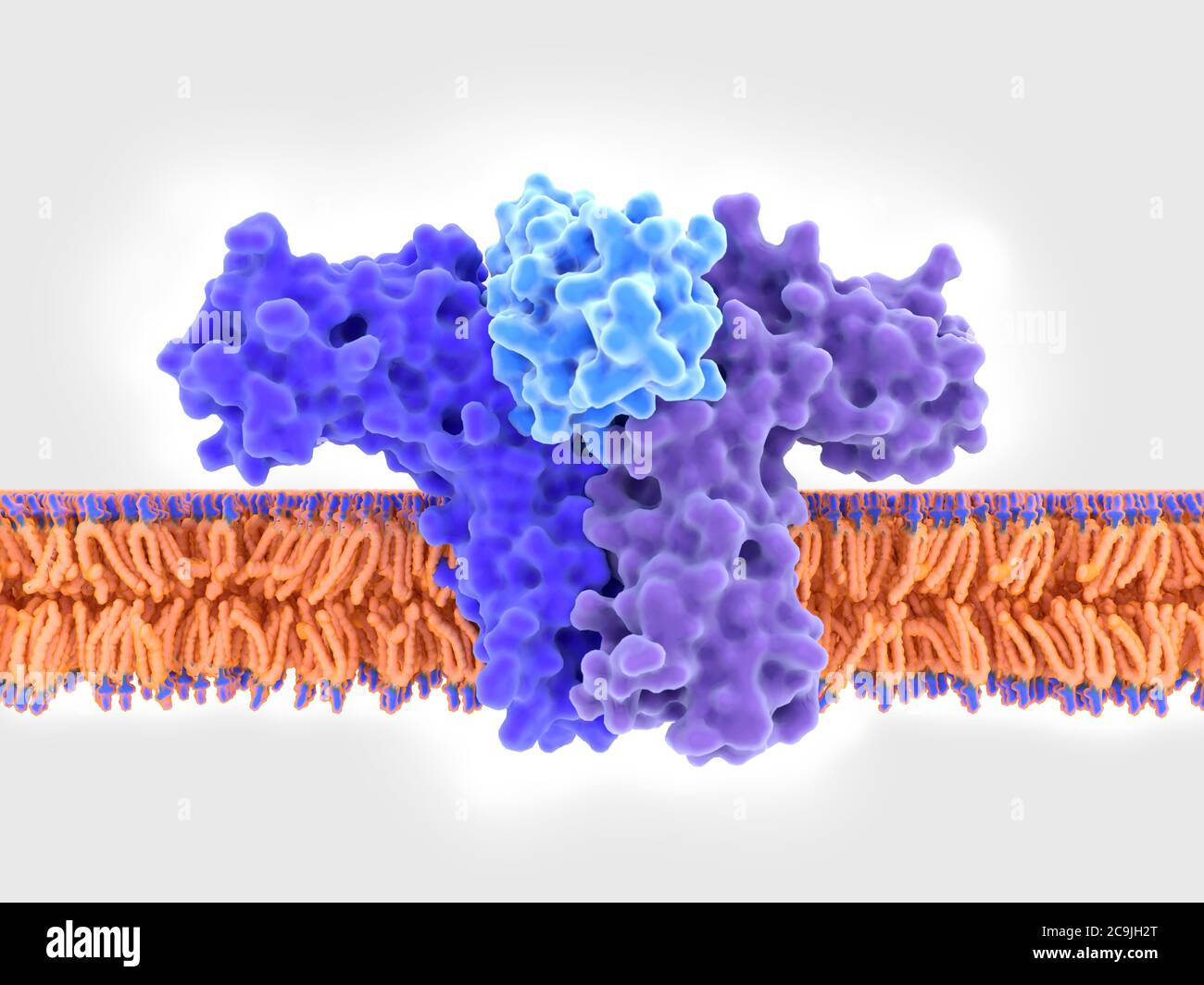Interleukin 4 (light blue) binding to its receptor (dark blue and purple), illustration. Interleukin 4 (IL-4) is a key regulator of the immune system Stock Photo
