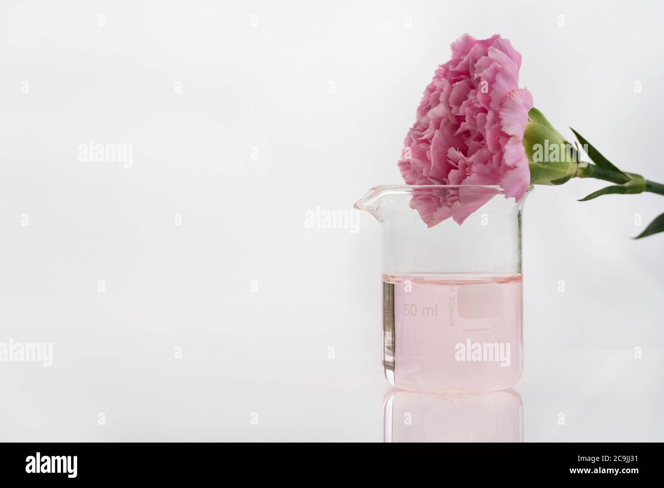 Carnation flower color experiment hires stock photography and images