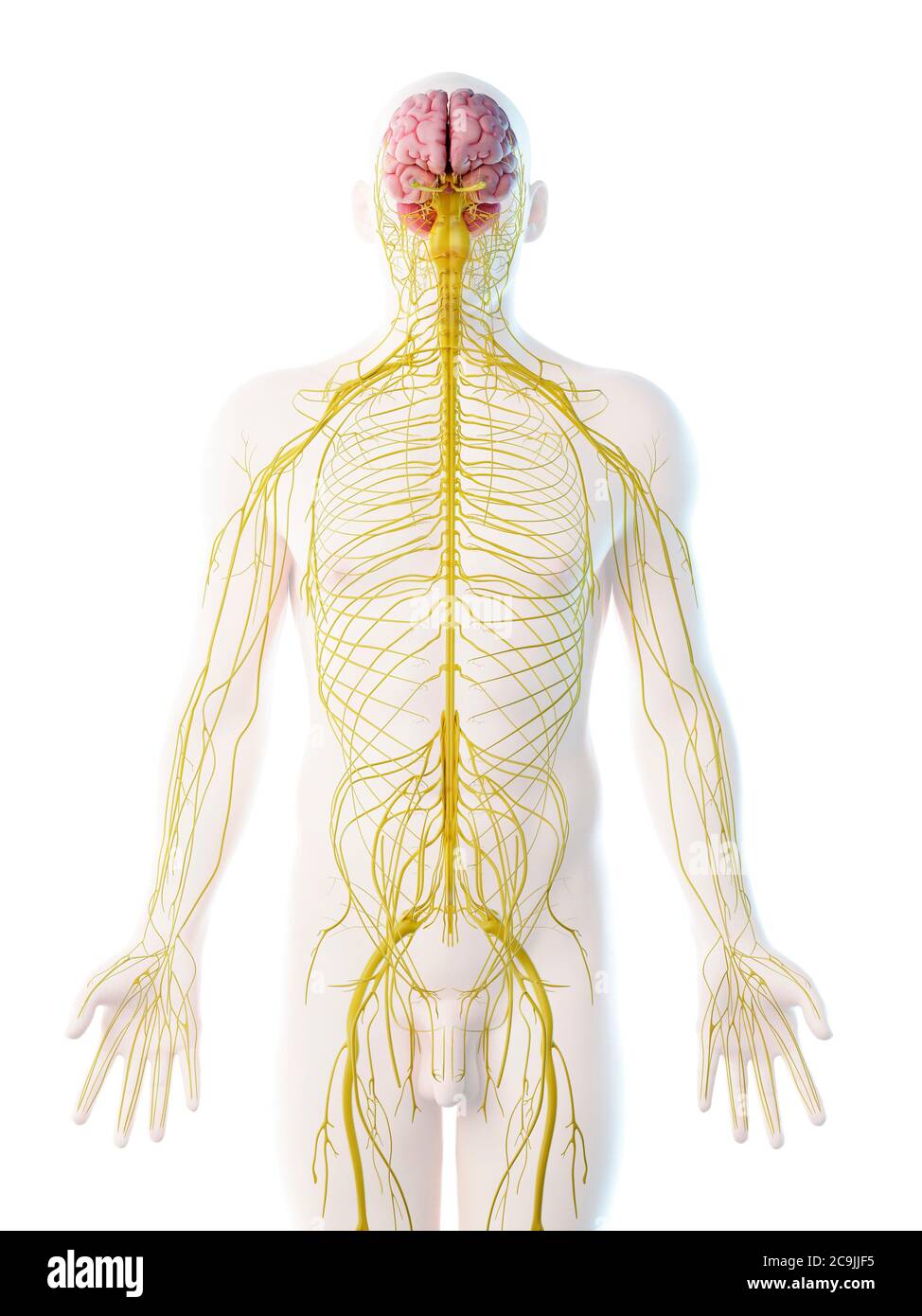 Male nervous system, computer illustration Stock Photo - Alamy