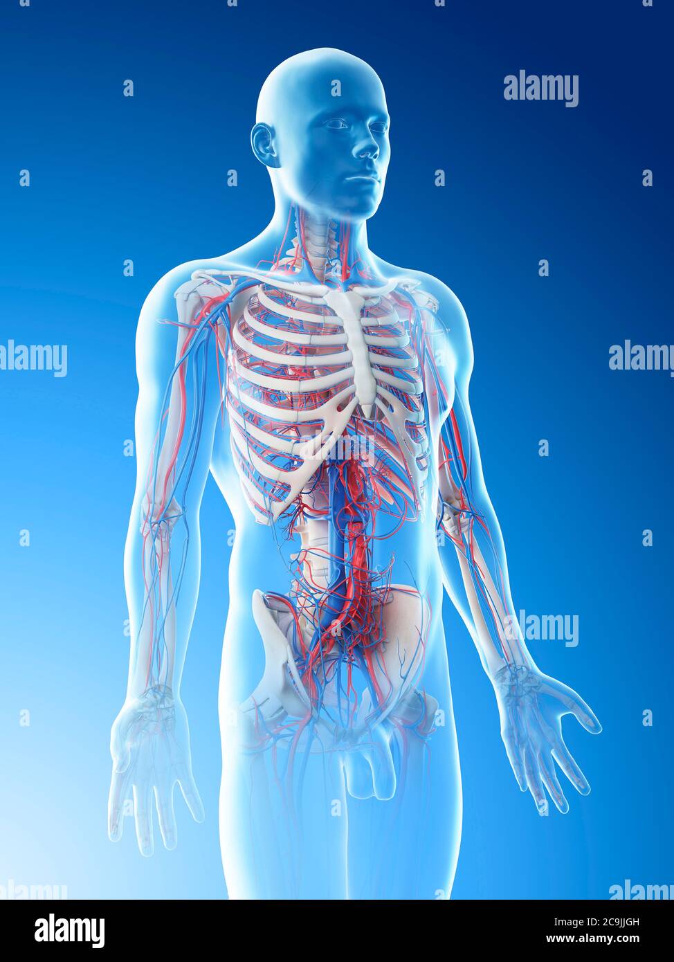 Male vascular system, computer illustration Stock Photo - Alamy