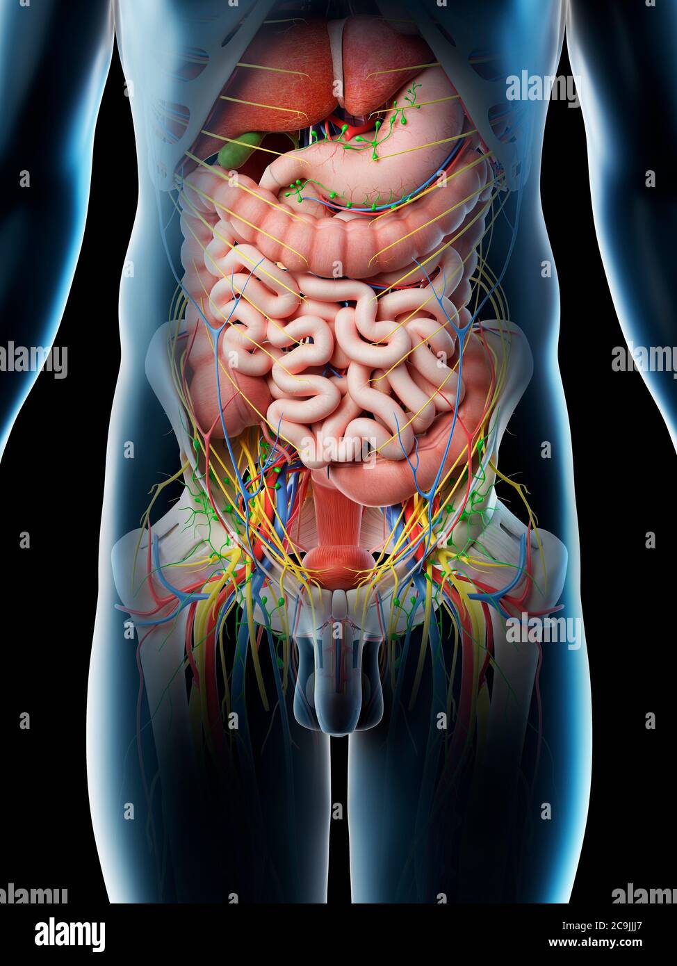 man stomach inside