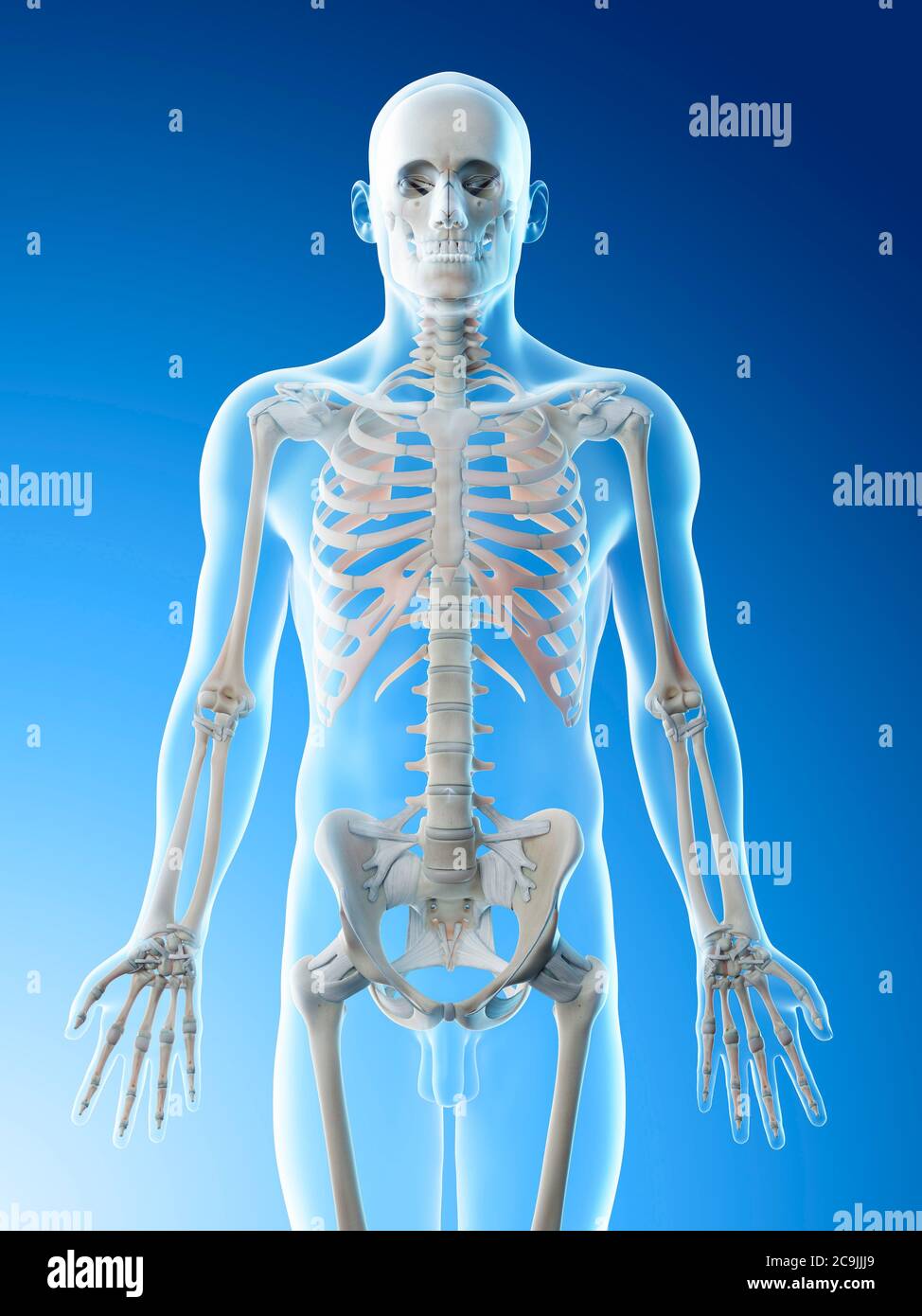 Upper body bones, computer illustration Stock Photo - Alamy