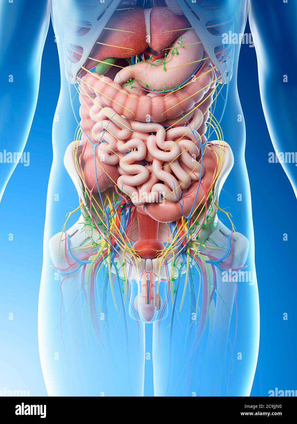 Male abdomen anatomy hi res stock photography and images Alamy Male abdomen anatomy hi res stock photography and images Alamy