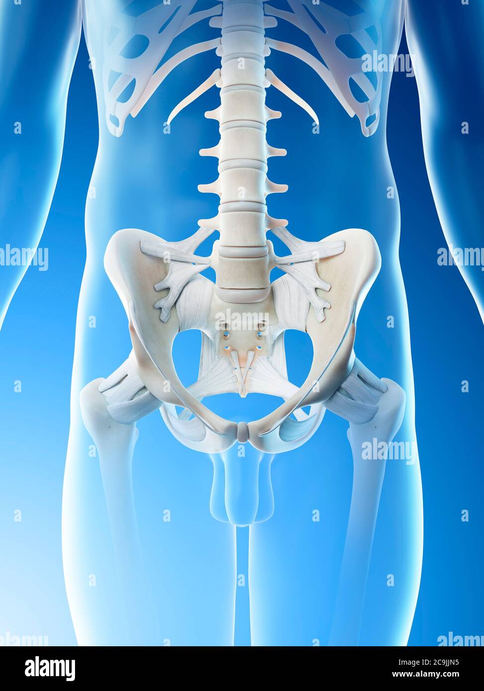 Male pelvis, computer illustration. Stock Photo