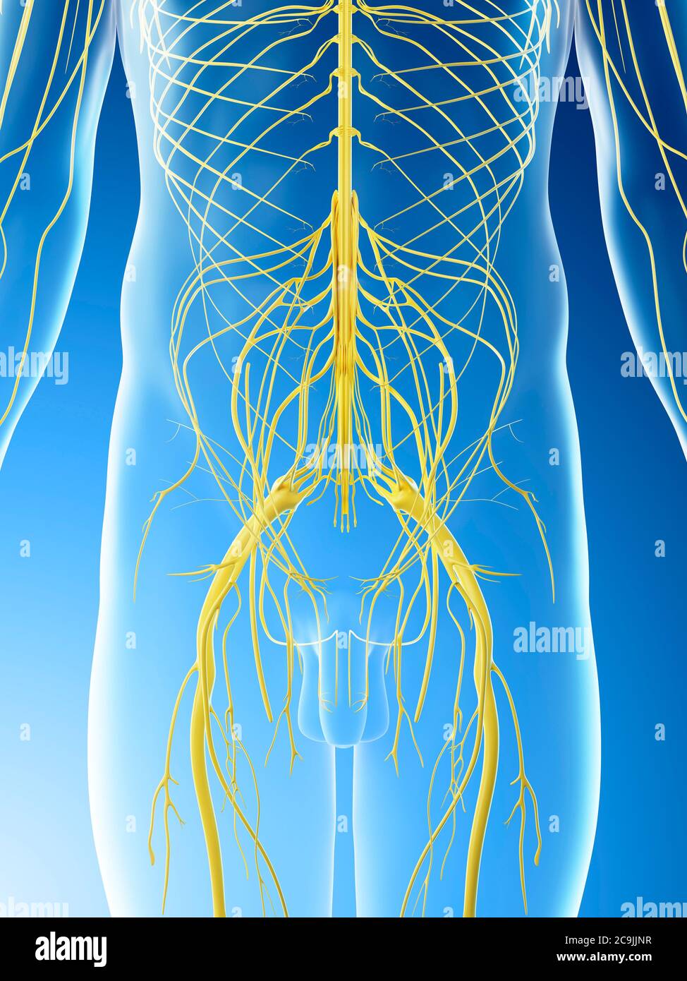 Nerves Hip High Resolution Stock Photography and Images - Alamy