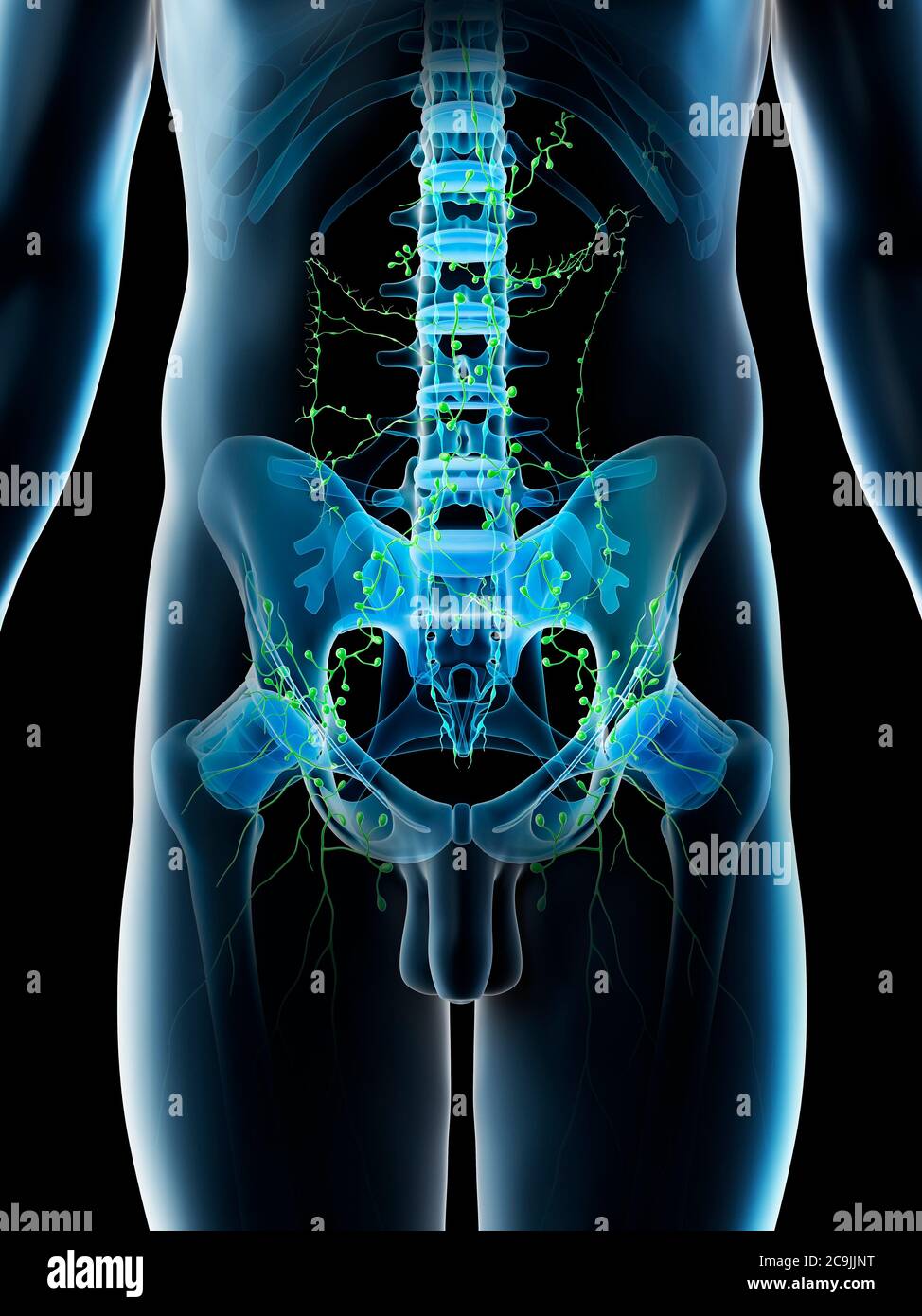 Inguinal Lymph Nodes High Resolution Stock Photography And Images Alamy