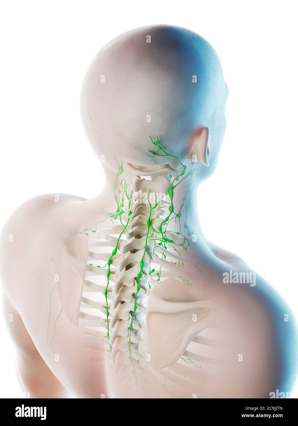 hard lymph nodes on back of head