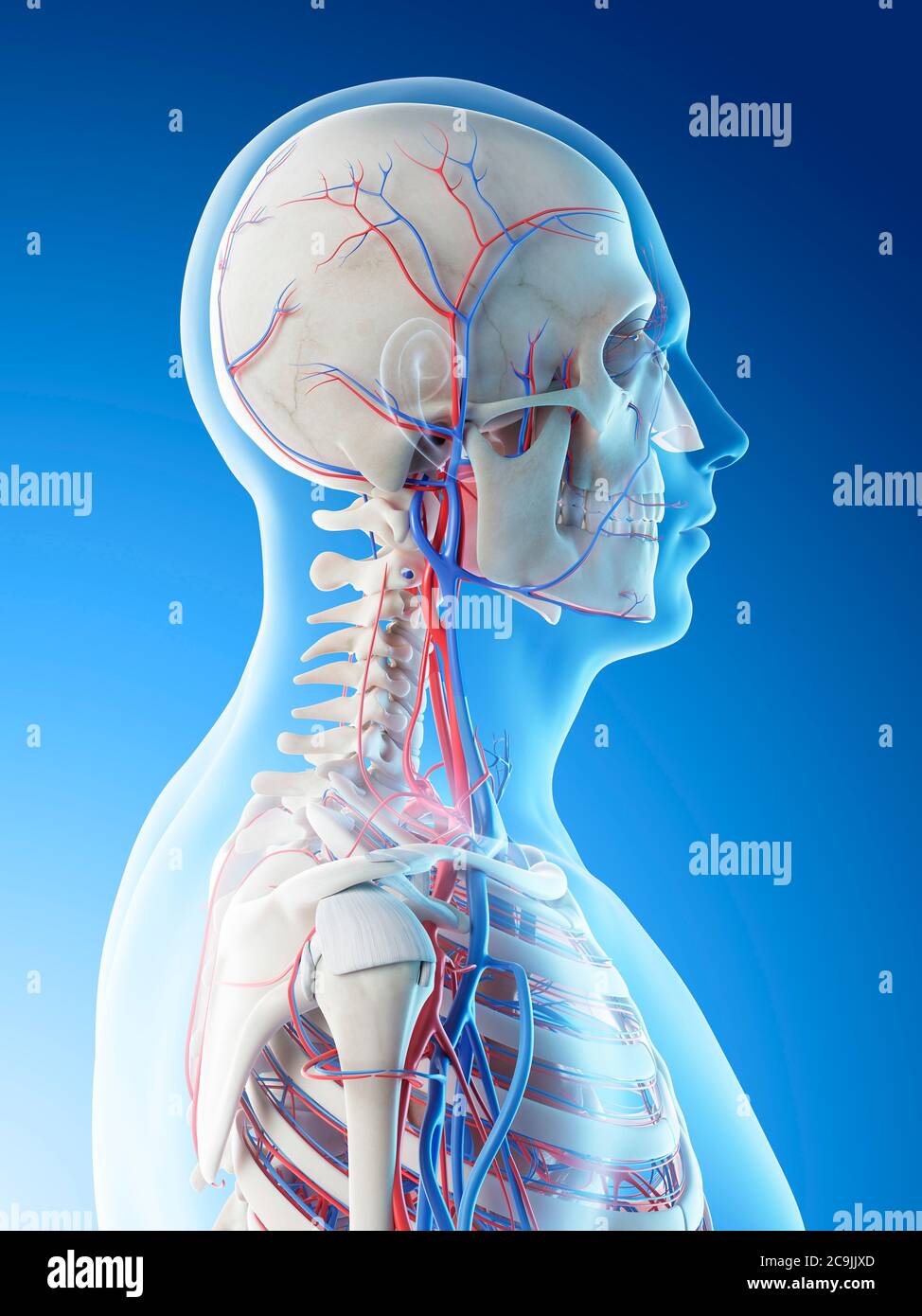 Blood vessels of the head and neck, computer illustration Stock Photo ...