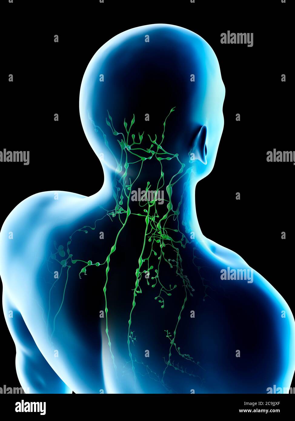 Lymph Nodes Of The Back And Neck Computer Illustration Stock Photo Alamy