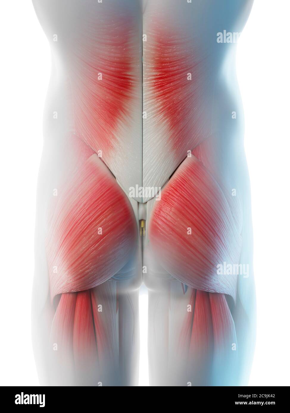 Male hip muscles, computer illustration. Stock Photo