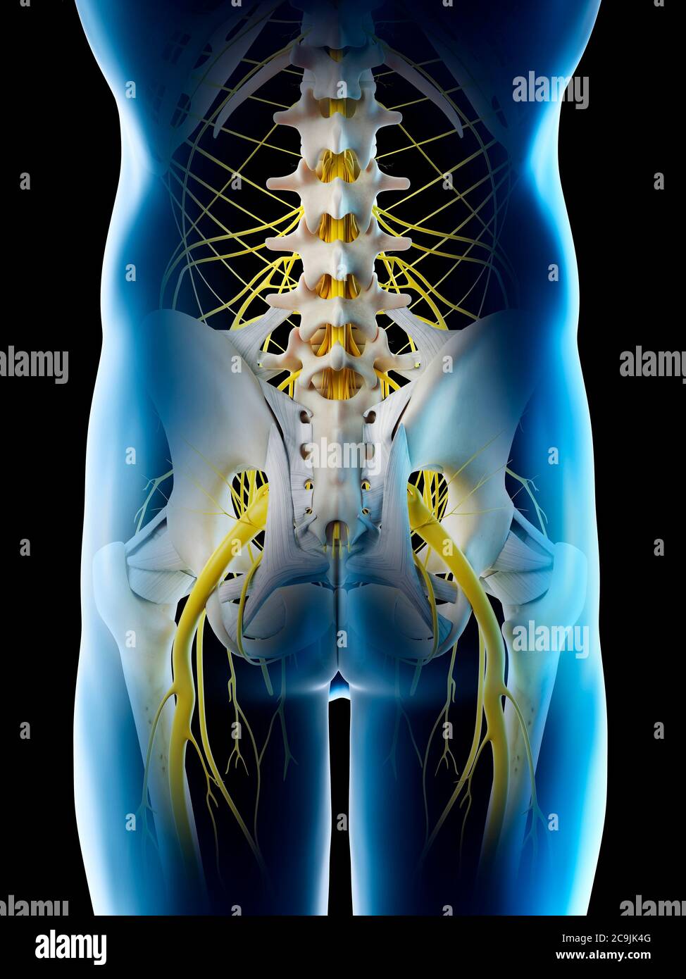 Nerves of the male pelvis, computer illustration Stock Photo Alamy